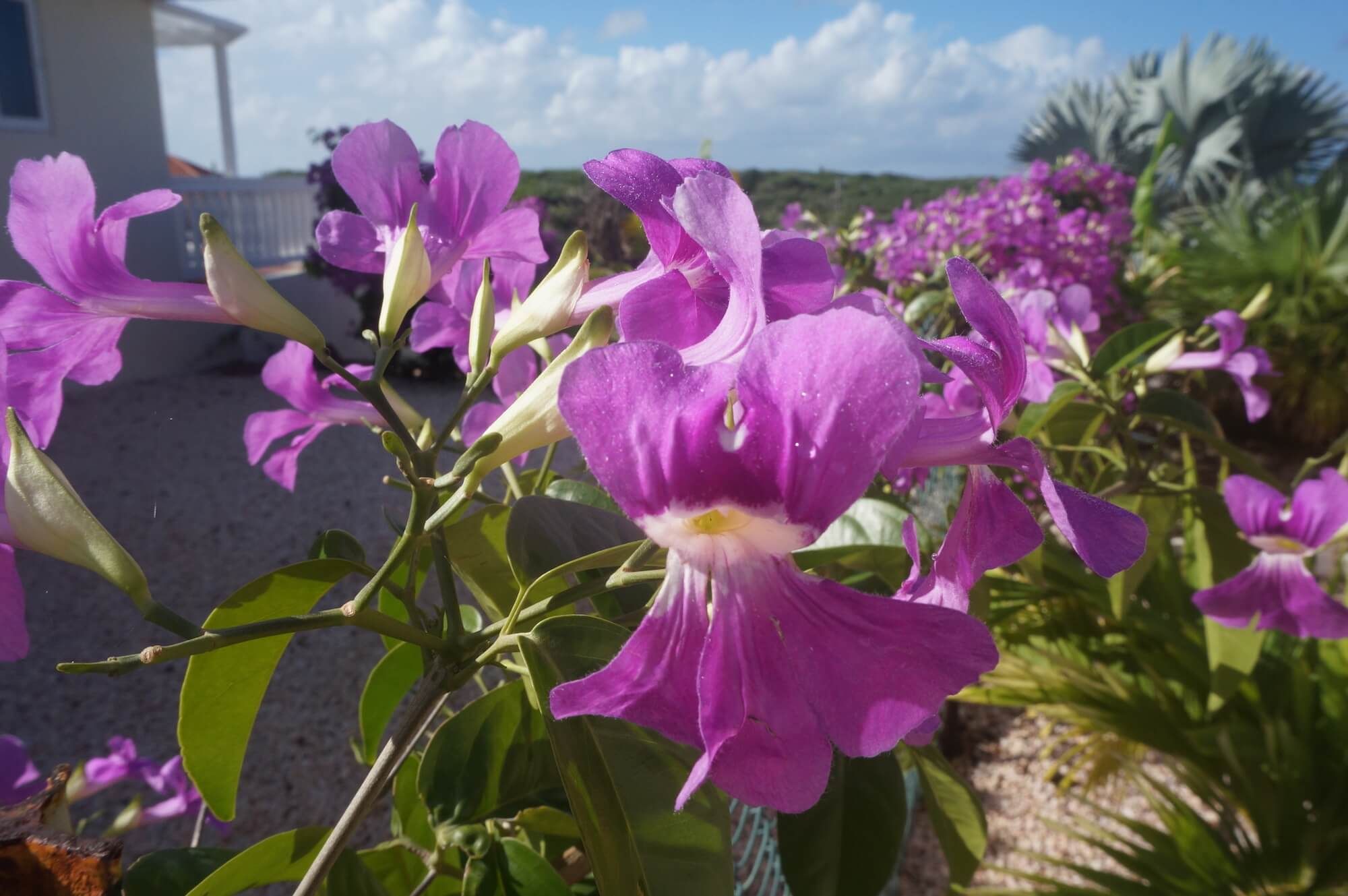 Paarse bloemen in de tuin van Kas Tribon