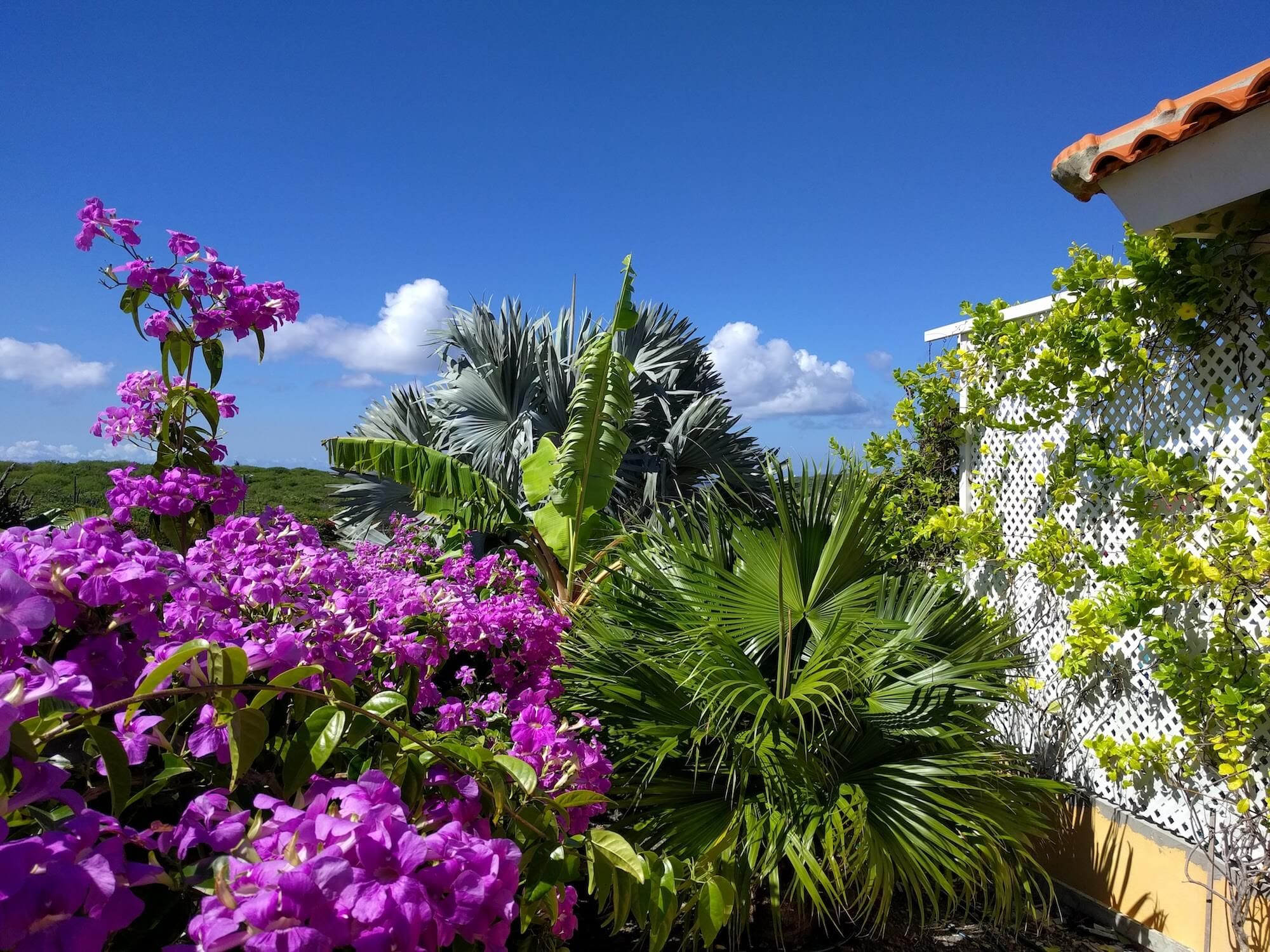 Paarse bougainville en palmen in de tuin naast het huis