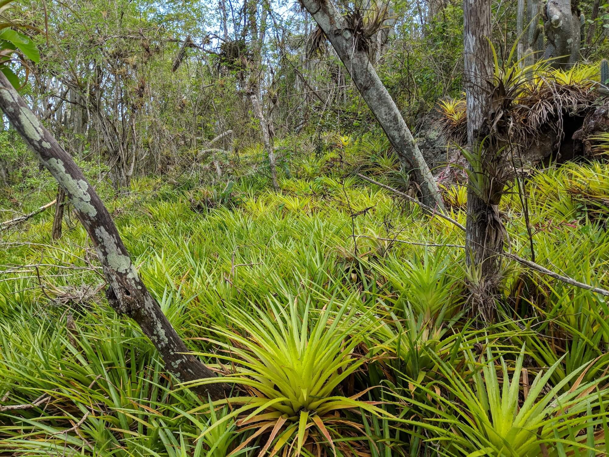 Bromelia's en dicht groen bos op de Christoffelberg