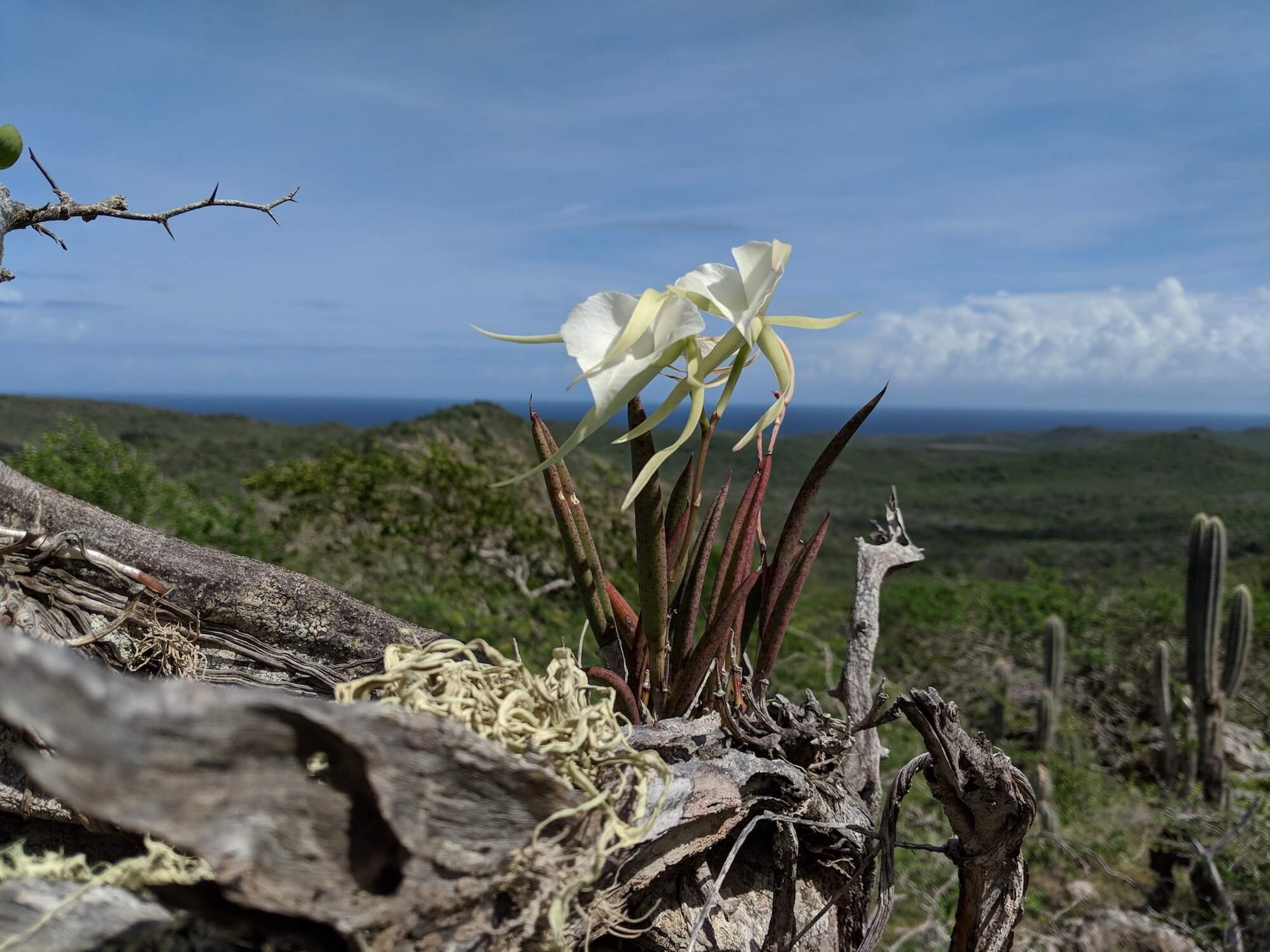 Een witte orchidee op een tak op de Christoffelberg, met de zee in de verte